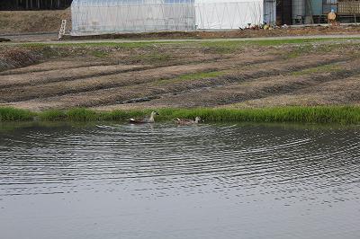 魚沼の蓮池の鴨